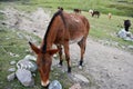 Mountain mules, on Salkantay Trek to Machu Picchu.