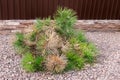 Mountain mungo pine with burned branches damaged by the spring sun.Selective focus.ÃÂ¡oncept of caring for plants, protection and