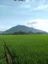 Mountain, natural, agricultur, rice, beautiful, lanscape Royalty Free Stock Photo