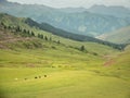 Mountain nature landscape with grassy green meadows and grazing cattle and horses Royalty Free Stock Photo