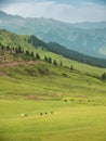 Mountain nature landscape with grassy green meadows and grazing cattle and horses Royalty Free Stock Photo