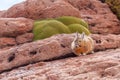 Mountain Northern Viscacha, lagostomus maximus, family of the chinchillas, southern Bolivia Royalty Free Stock Photo