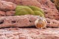 Mountain Northern Viscacha, lagostomus maximus, family of the chinchillas, southern Bolivia Royalty Free Stock Photo