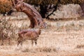 Mountain nyala, Ethiopia, Africa wildlife Royalty Free Stock Photo