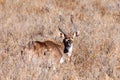 Mountain nyala, Ethiopia, Africa wildlife Royalty Free Stock Photo