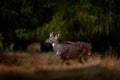 Mountain nyala, Tragelaphus buxtoni, or balbok antelope in the nature habitat. Big wild animal in Bale Mountains NP, in Ethiopia. Royalty Free Stock Photo