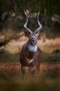 Mountain nyala, Tragelaphus buxtoni, or balbok antelope in the nature habitat. Big wild animal in Bale Mountains NP, in Ethiopia. Royalty Free Stock Photo