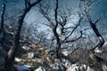 Mountain oak durmast, Quercus petraea in Caucasus Royalty Free Stock Photo