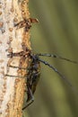 Mountain oak longhorned beetle Royalty Free Stock Photo