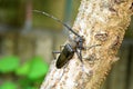 Mountain oak longhorned beetle Royalty Free Stock Photo