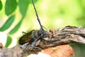 Mountain oak longhorned beetle Royalty Free Stock Photo
