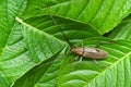 Mountain oak longhorned beetle Massicus raddei in Japan summer. Isolated on green leaves background