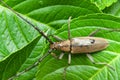 Mountain oak longhorned beetle.Massicus raddei in Japan summer. Isolated on green leaves background