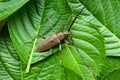 Mountain oak longhorned beetle Massicus raddei in Japan summer. Isolated on green leaves background. Horizontal shot