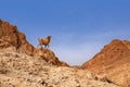 Mountain oasis Chebik, Sahara Desert, mountain peak in the desert with a sculpture of a mountain goat.