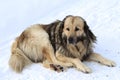 Old mountain dog on the snow