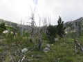Mountain Orjen Montenegro forest scenery dried tree trunks hit by lightning