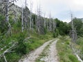 Mountain Orjen Montenegro forest scenery and hiking trail