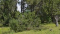 Mountain overview with stone pine trees