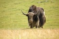 Mountain ox sarlyk or in lating Bos grunniens in highland natural environment Royalty Free Stock Photo