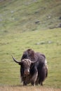 Mountain ox sarlyk or in lating Bos grunniens in highland natural environment Royalty Free Stock Photo