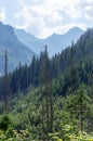 Mountain panorama with forests. Forest is harmed by Ips typographus Royalty Free Stock Photo