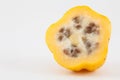 Mountain papaya Vasconcellea pubescens Royalty Free Stock Photo