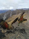 Mountain parrots