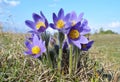 Mountain Pasqueflower (Pulsatilla montana) Royalty Free Stock Photo