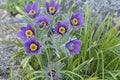 Mountain Pasqueflower (Pulsatilla montana) Royalty Free Stock Photo