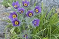 Mountain Pasqueflower (Pulsatilla montana)