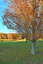 The mountain pasture becomes a beautiful parklike setting in the fall season Royalty Free Stock Photo