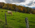 Mountain Pasture