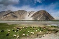 Mountain pasture Royalty Free Stock Photo