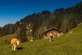 Engstligental south of Adelboden in the Alps Switzerland