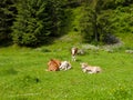 Mountain pasture in montaine with cows Royalty Free Stock Photo