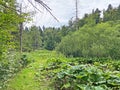 Mountain pastures and mixed forest along the accumulation Lokvarsko lake, Lokve - Croatia / Planinski paÃÂ¡njaci i goranska ÃÂ¡uma Royalty Free Stock Photo