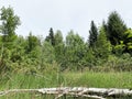 Mountain pastures and mixed forest along the accumulation Lokvarsko lake, Lokve - Croatia / Planinski paÃÂ¡njaci i goranska ÃÂ¡uma Royalty Free Stock Photo
