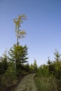 Mountain path amoung the trees Royalty Free Stock Photo