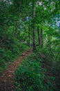 Mountain path in jungle woodland Royalty Free Stock Photo