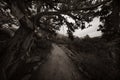 Mountain path with old trees hanging over leads up into the fog Royalty Free Stock Photo