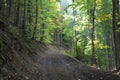 A mountain path, road that rises in a beechwood forest in autumn. Hiking in the mountains through a beech forest