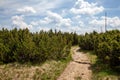 mountain path, mountain scenery, Giant Mountains, dwarf mountain pine Royalty Free Stock Photo