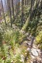 Mountain path and dead forest - Poland. Royalty Free Stock Photo