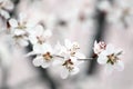 Mountain peach blossoms bloom all over the branches..