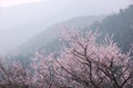 Mountain peach flower Royalty Free Stock Photo