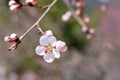 Mountain peach flower Royalty Free Stock Photo