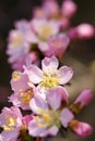 Mountain peach flower Royalty Free Stock Photo