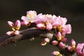 Mountain peach flower Royalty Free Stock Photo