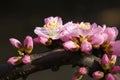 Mountain peach flower Royalty Free Stock Photo